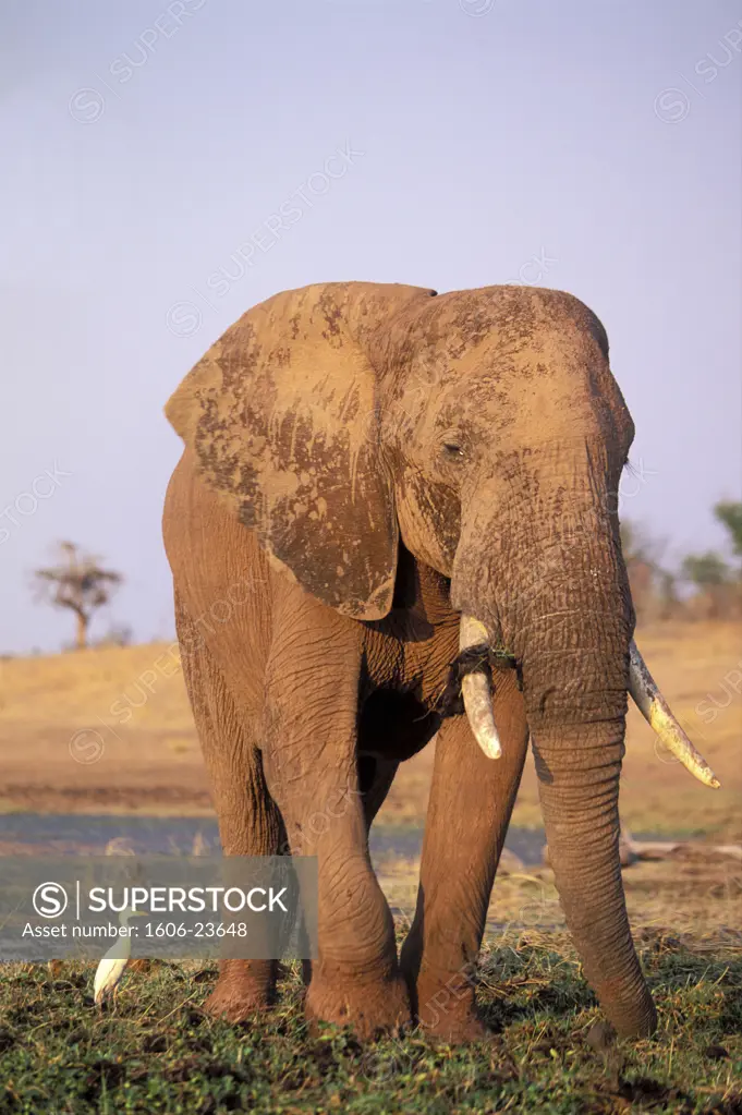 Zimbabwe, Mashonaland West province, Kariba Lake, an elephant is drinking