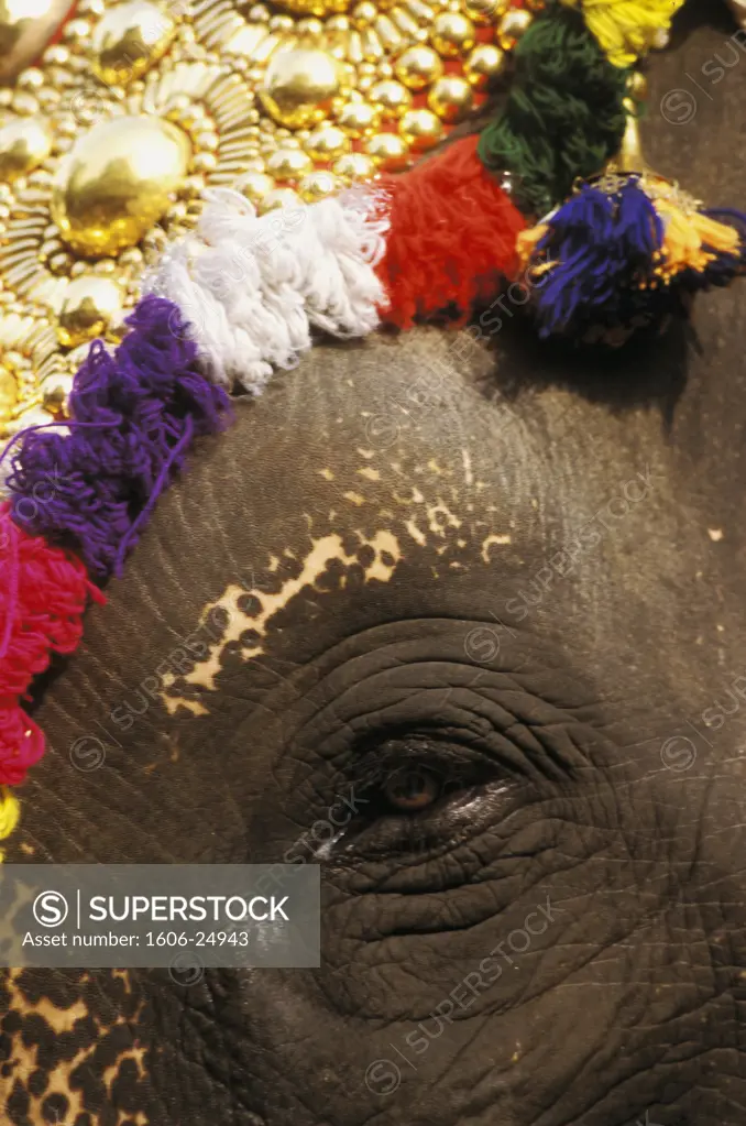 India, Kerala, Kochi, sacred elephant