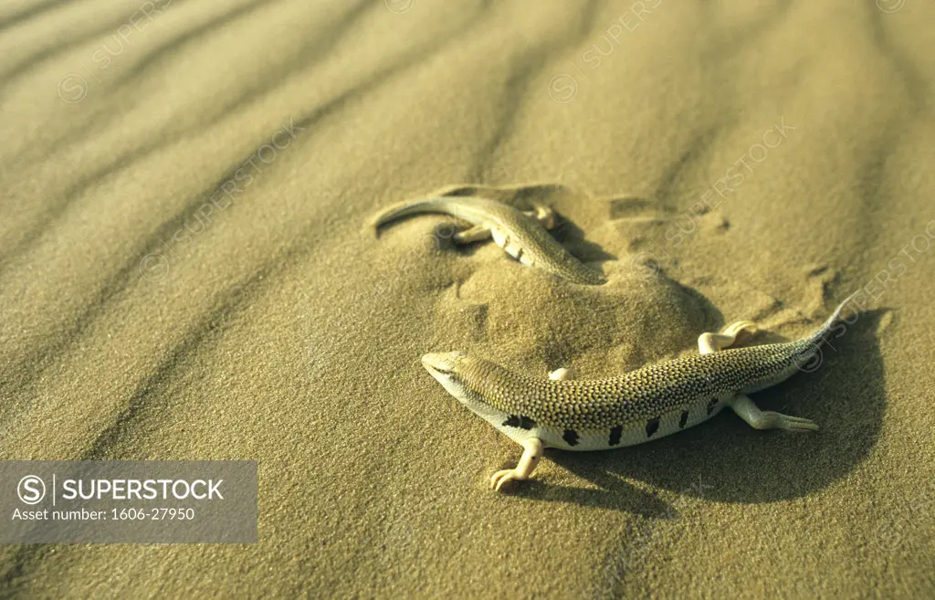 Morocco, Merzouga, close up on two sand lizards