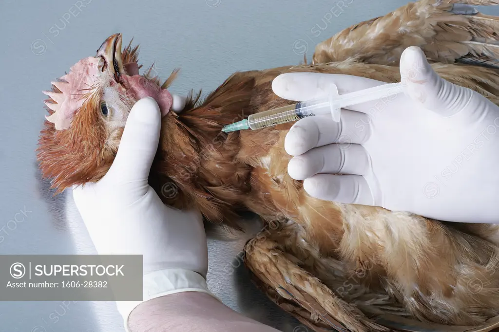 IN*Gros plan sur mains gantées d'un homme faisant injection à un poulet
