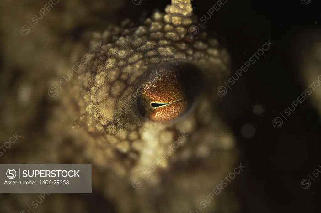Indonesia, Sulawesi, Lembeh Strait, underwater shot "Sepia latimanus" cuttlefish, close-up on eye