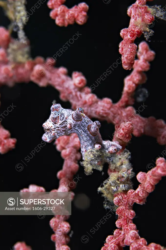 Indonesia, Sulawesi, Lembeh Strait, underwater shot "Hippocampus bargibanti" sea horse