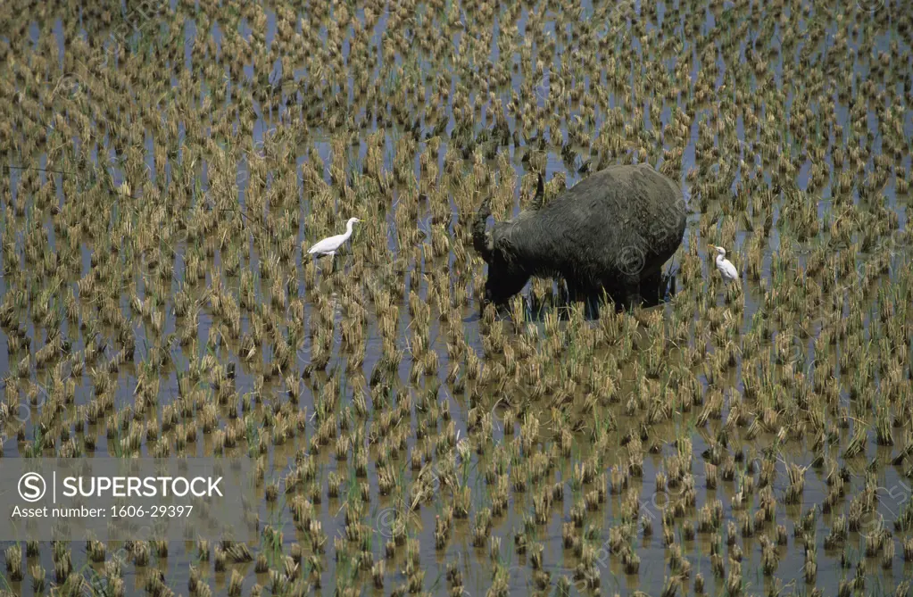 Indonesia, Sulawesi, Torajaland, ox and birds in paddy field