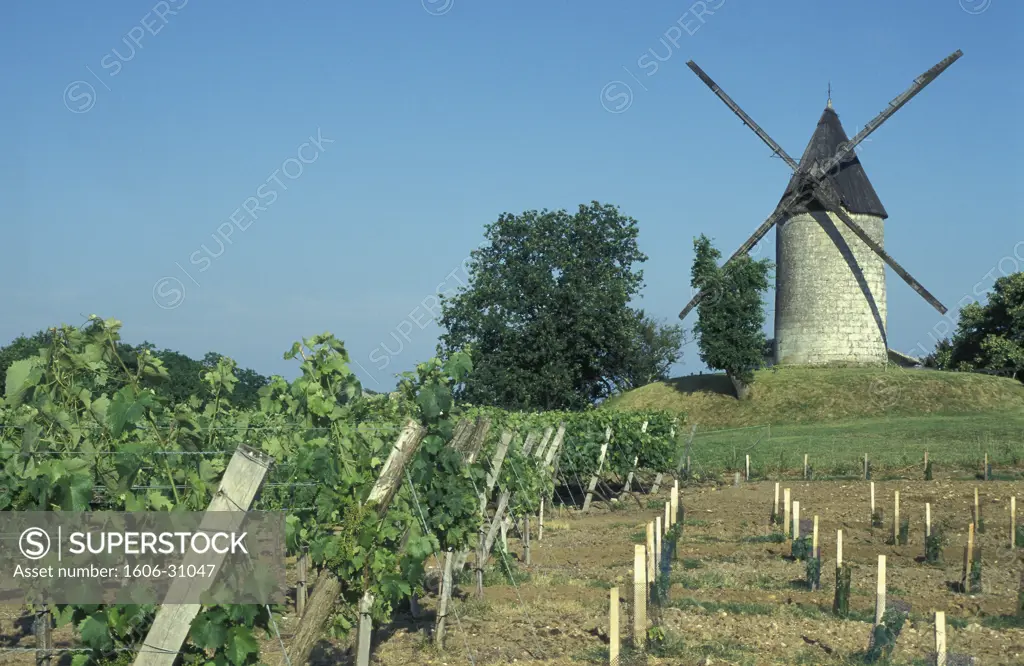 France, Poitou-Charentes, Charente-Maritime, Saintonge, St Thomas de Cornac, Moulin de la Croix (1820), vineyards of the Pineau des Charentes and Cognac