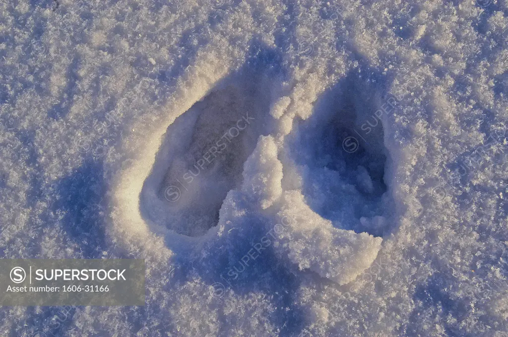 Finland, Lapland, Saariselka, close-up on traces on snow