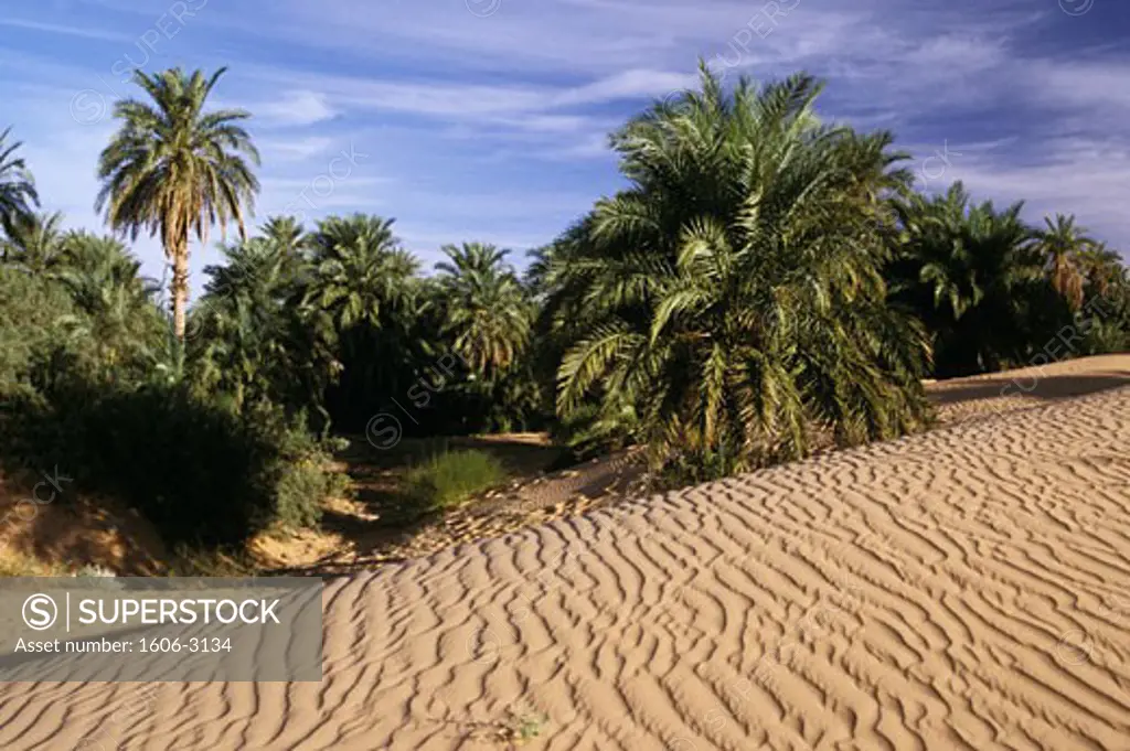 Palm trees in a desert, Mauritania
