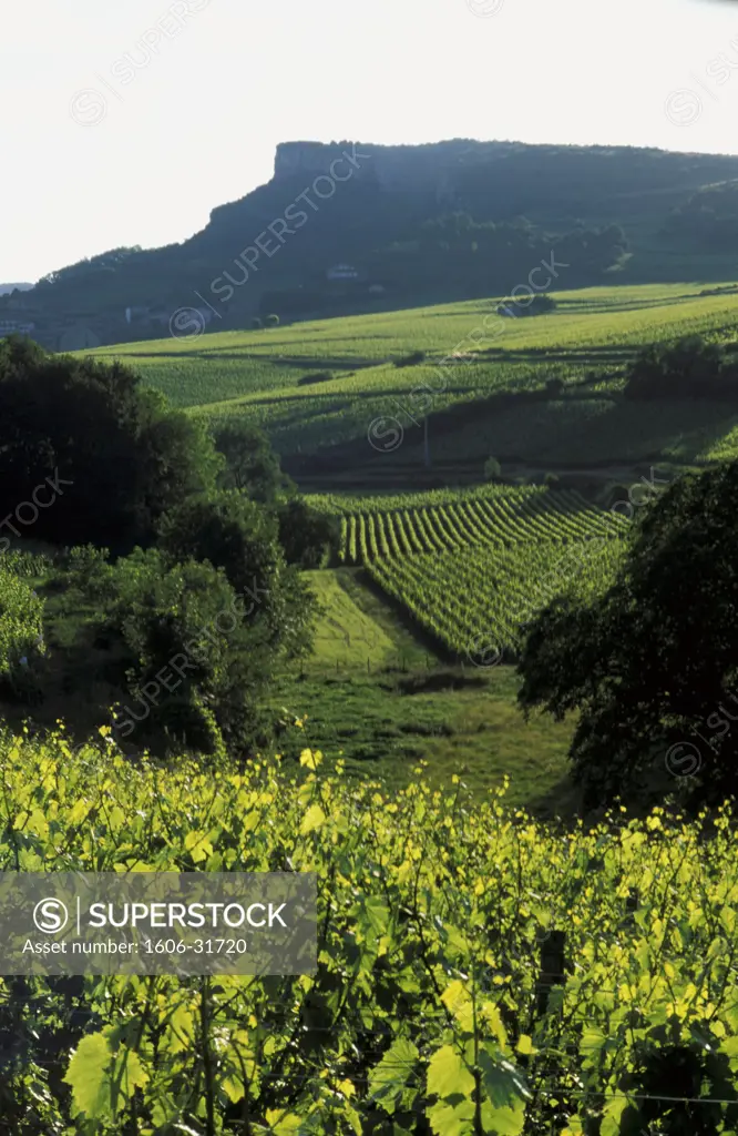 France, Burgundy, Saône et Loire, Davayé, green vineyard, Rocher de Solutré in the background