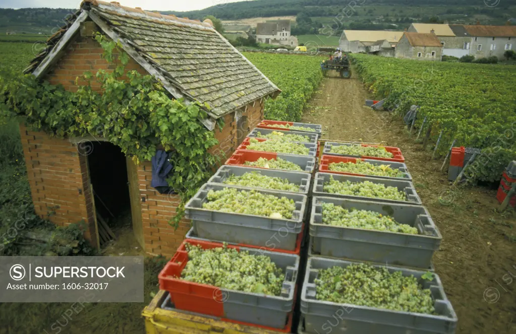 France, Burgundy, Cote d'Or, Puligny Montrachet, grape harvesting