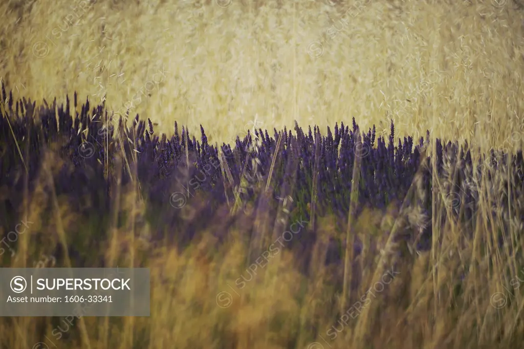 France, Provence-Alpes-Côte d'Azur, Vaucluse, Plateau d'Albion, close-up on lavender field