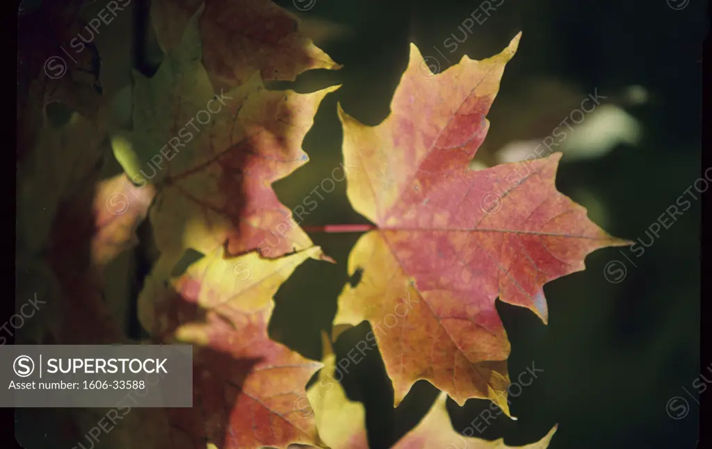 Canada, Quebec, maple leaf in automn