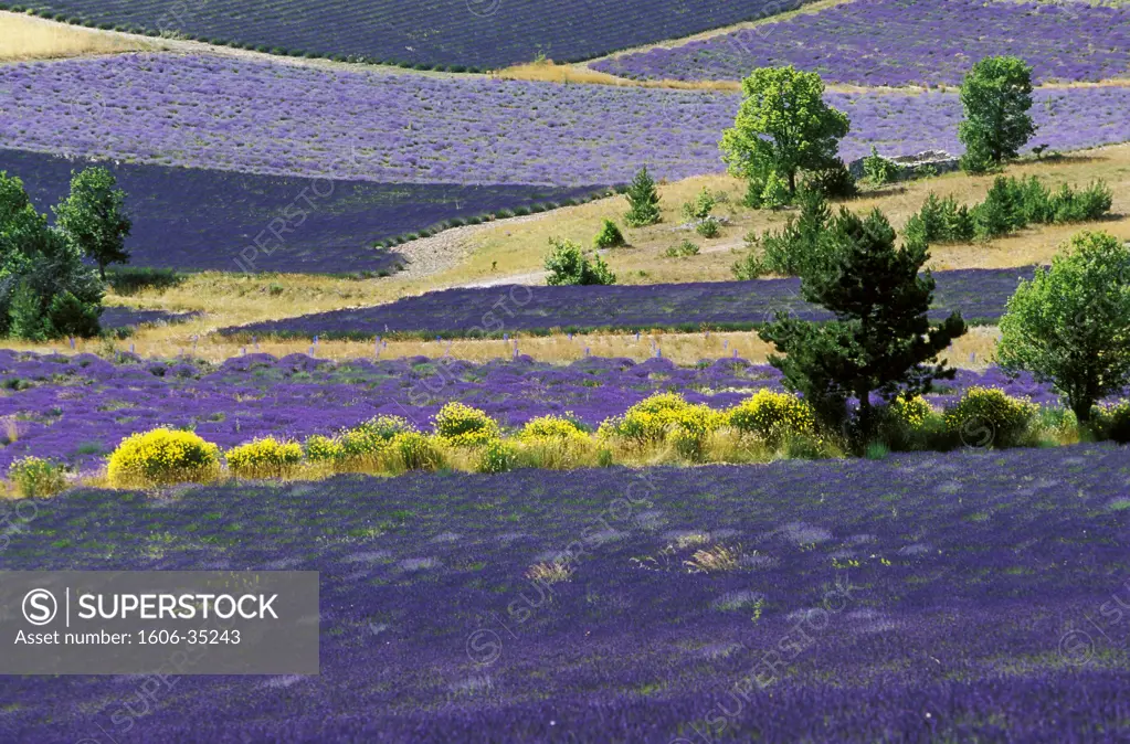 France, Provence-Alpes-Côte d'Azur, Vaucluse, Lavender fields near Sault
