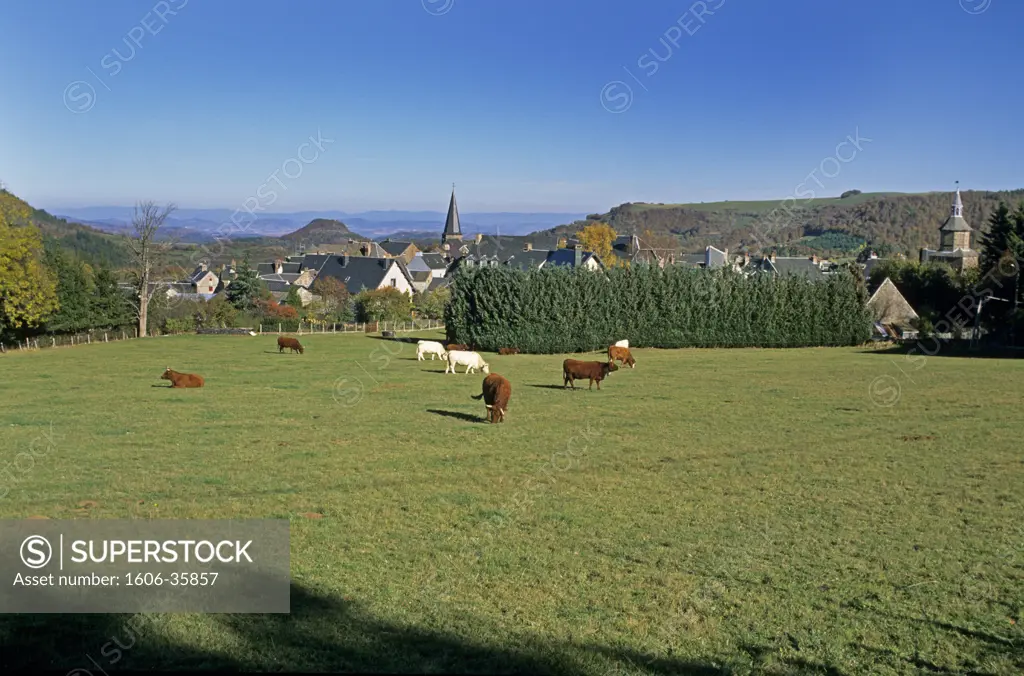 France, Auvergne, Puy-de-Dôme, Besse, cows, village in the background