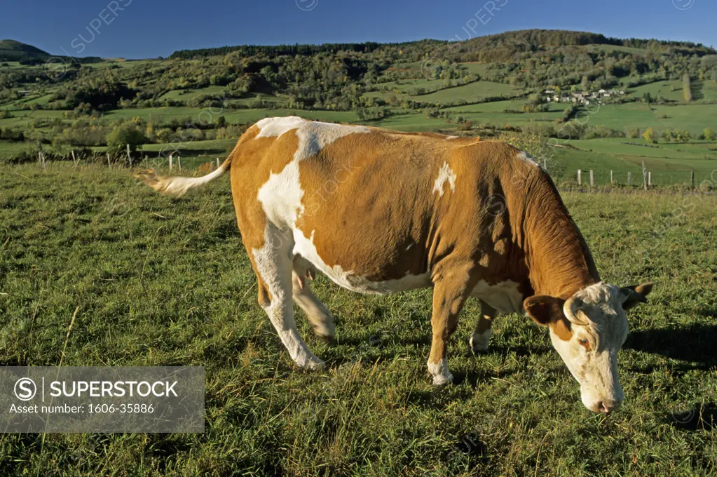 France, Auvergne, Puy-de-Dôme, near Orcival, cow in green bocage