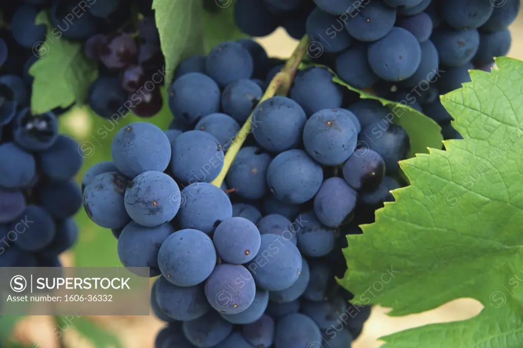 Close up on « pinot noir » wine grape