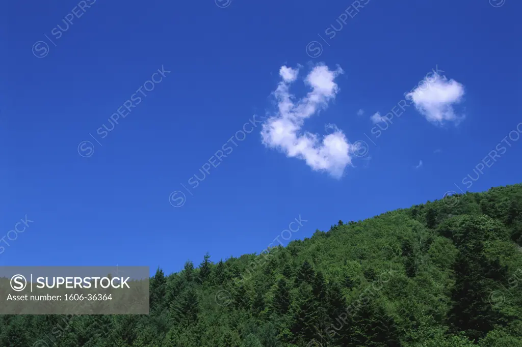 Forest in les Vosges region, blue sky, white clouds