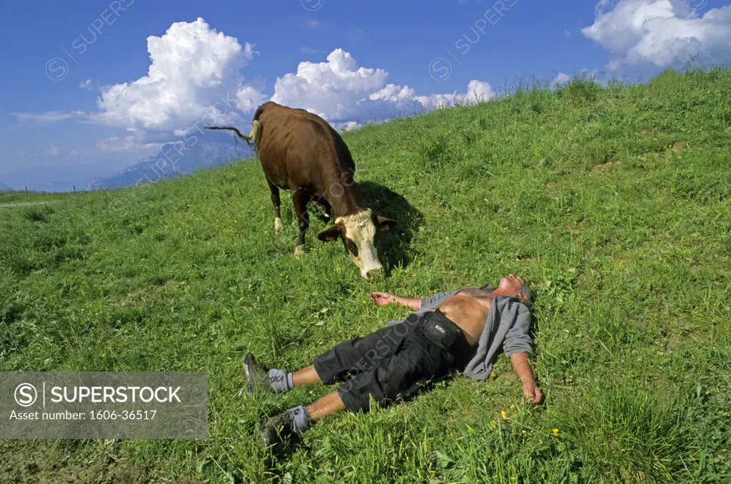 France, Rhônes-Alpes, Haute Savoie, Col du Christ, cow next to man lying on his back