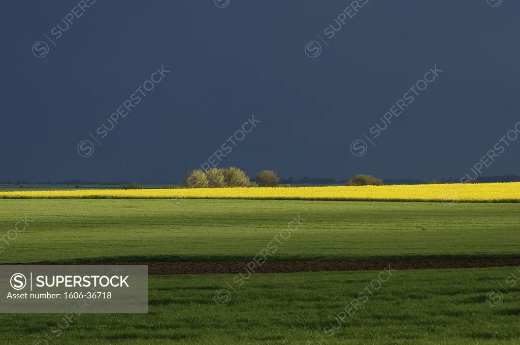 Berry, fields in spring, grey sky