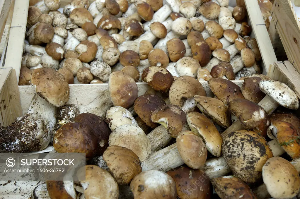 Close up on boletus from Corréze in crates