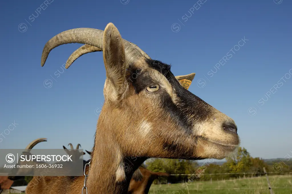 Bocage Berrichon, close up on goat, blue sky
