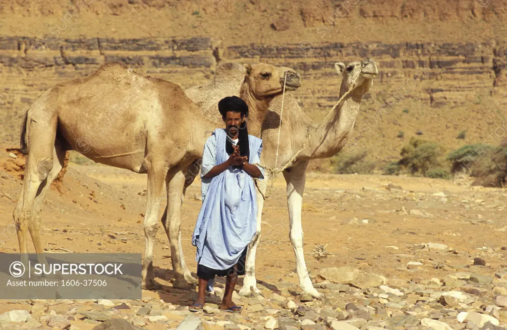 Mauritanie, massif de l'Adrar, nomade en gandoura bleue et chèche noir, posant dans désert, avec deux dromadaires