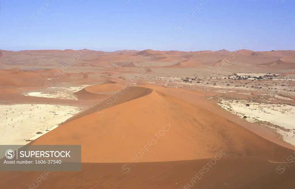 Namibie, désert du Namib, parc national du Namib-Naukluft, Sossusvlei, vlei (cuvette argileuse) asséché, acacias "erioloba" et dunes, ciel bleu