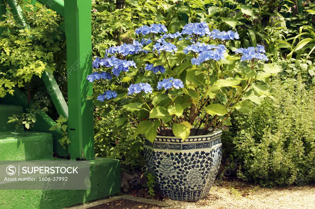 IN*27. Giverny, jardin de Monet, hortensias dans un pot, marches d'escaliers vertes