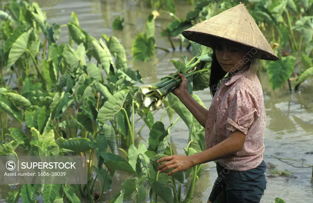 Vietnam, Hoa Binh, fillette dans une rizière arrachant chou de Chine ("colocasia antiquorum")