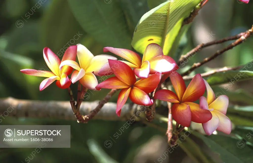 Guadeloupe, gros plan sur fleurs tropicale roses de frangipanier, dit "sambac"