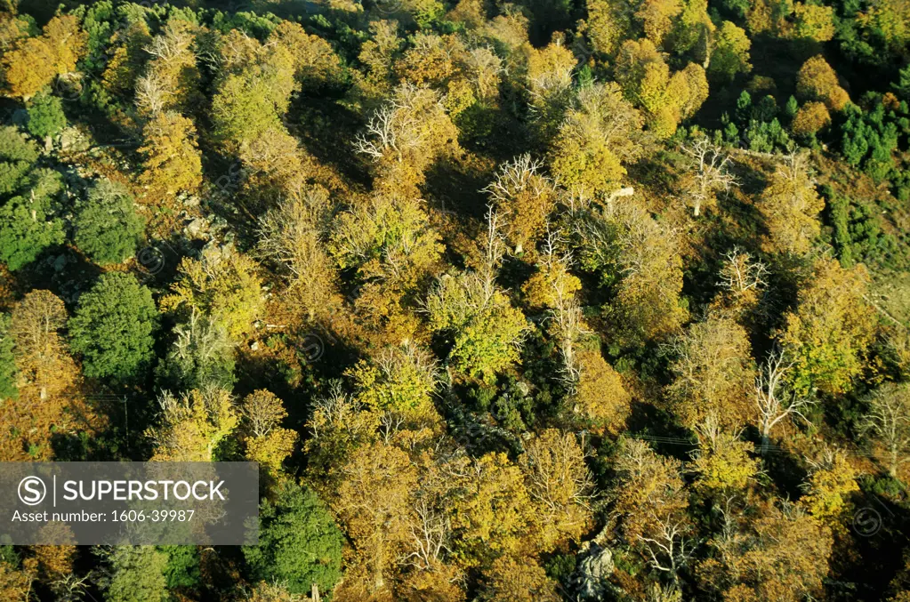 France, Corsica, Aullène, chestnut grove, aerial view