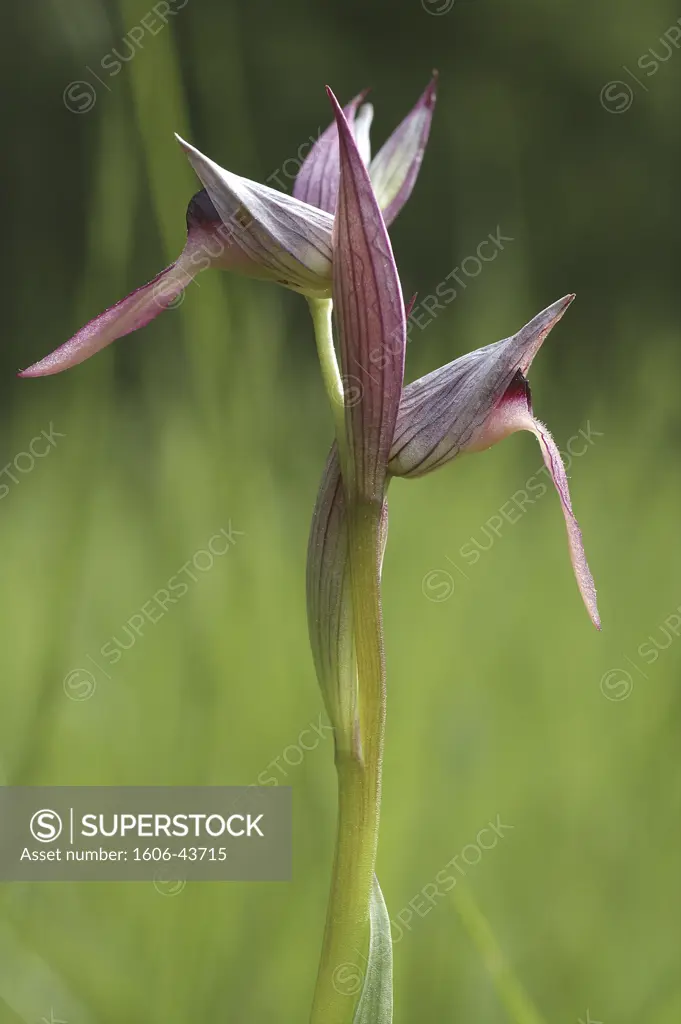 Orchid Serapias lingua), close-up