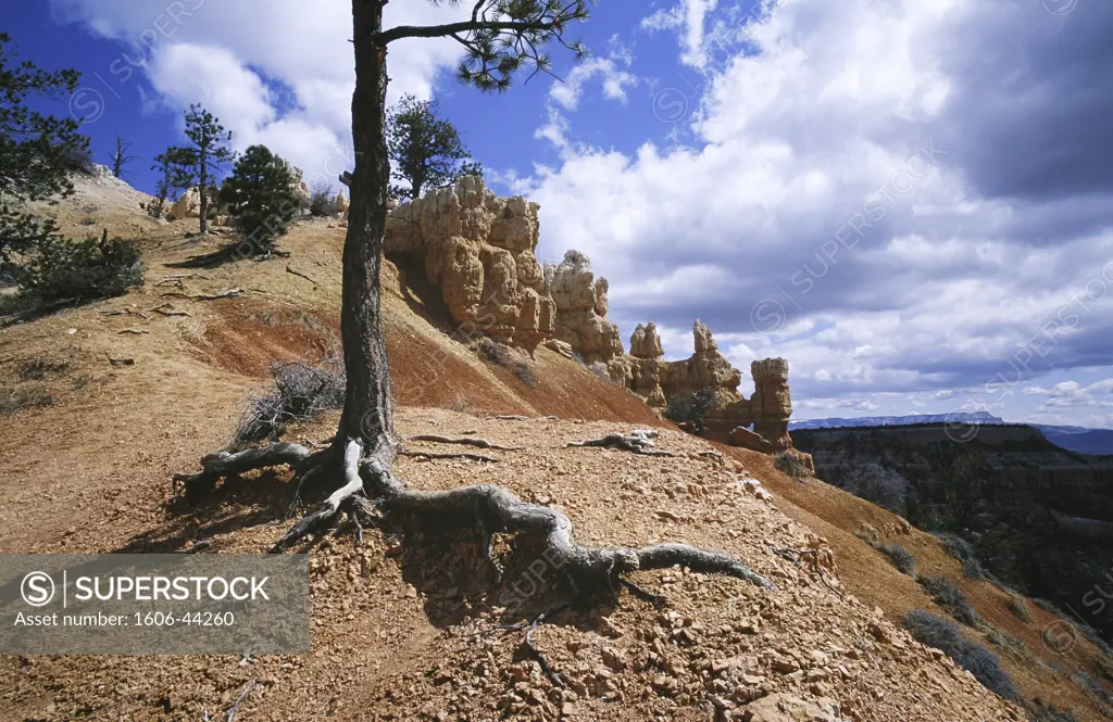 USA, Utah, Bryce Canyon, geological formations, tree trunk