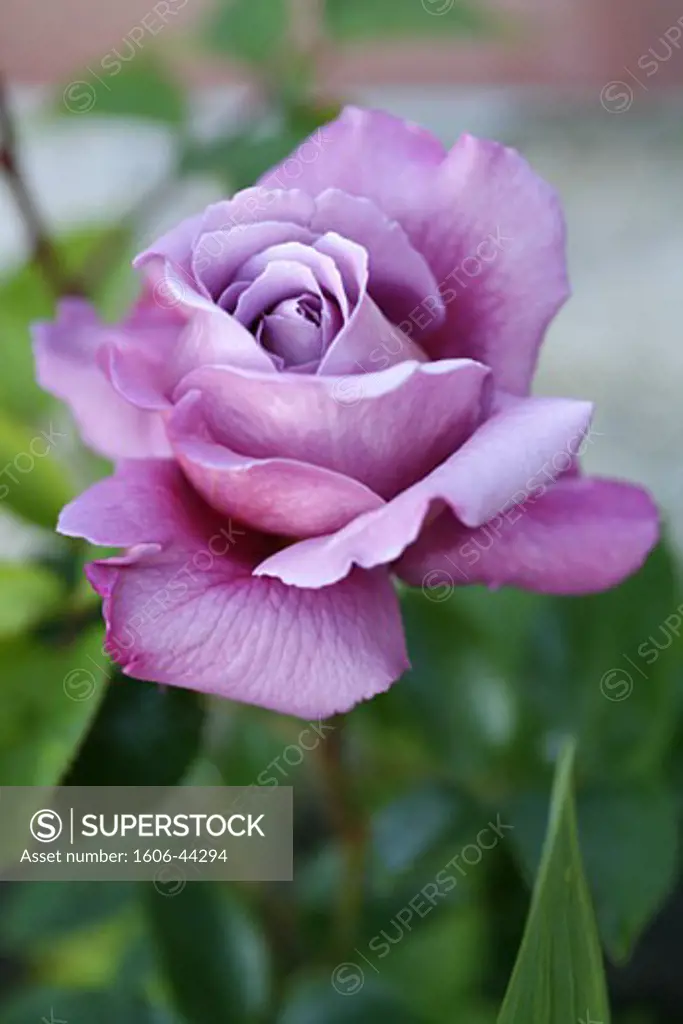 Close up of violet rose