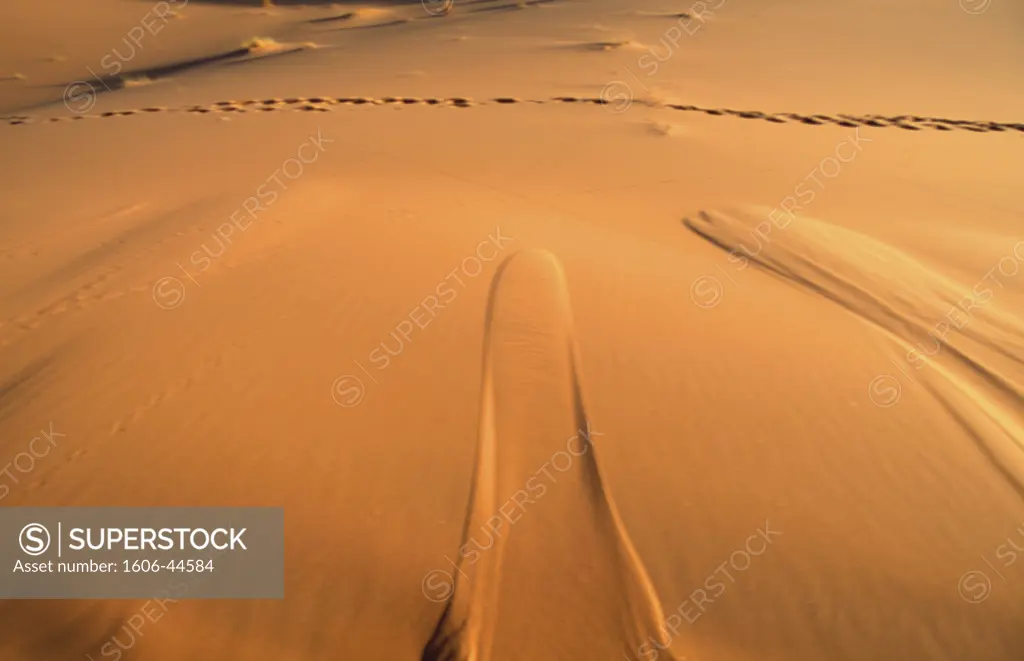 Morocco, Tafilalet  region, Merzouga dunes (Erg Chebbi)