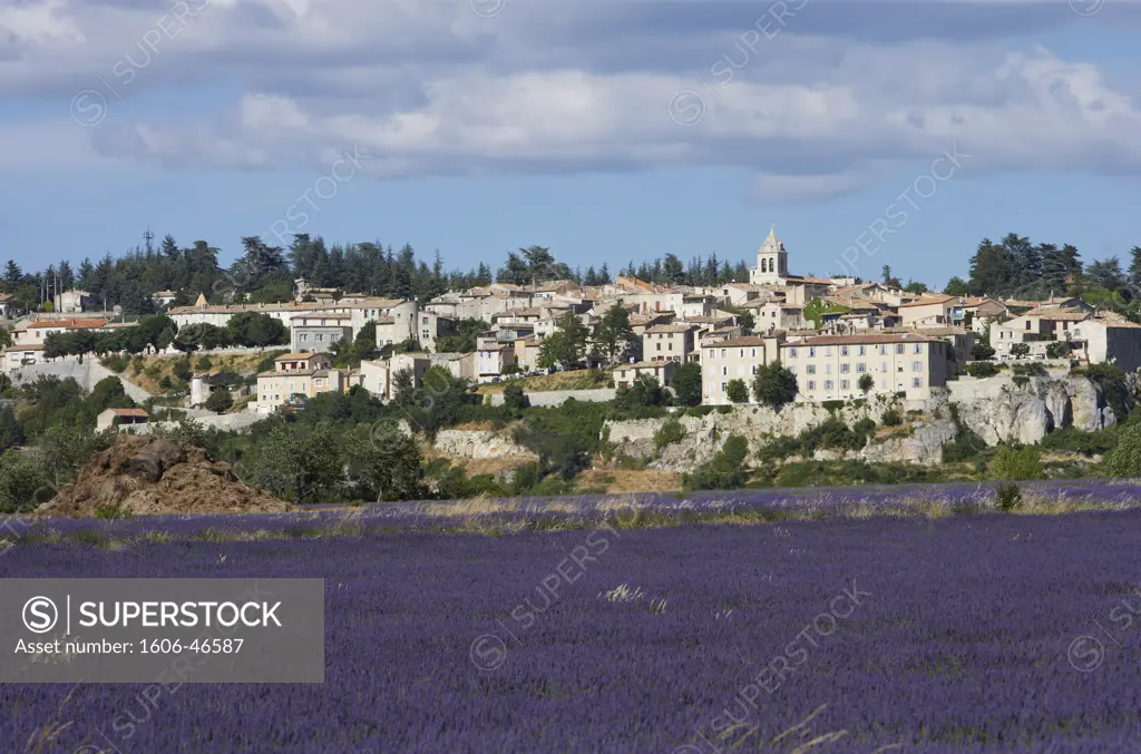 France, Provence, Vaucluse, Sault, general view, lavender field