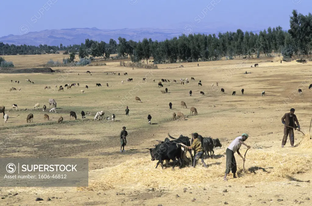 Ethiopia, Welo, threshing
