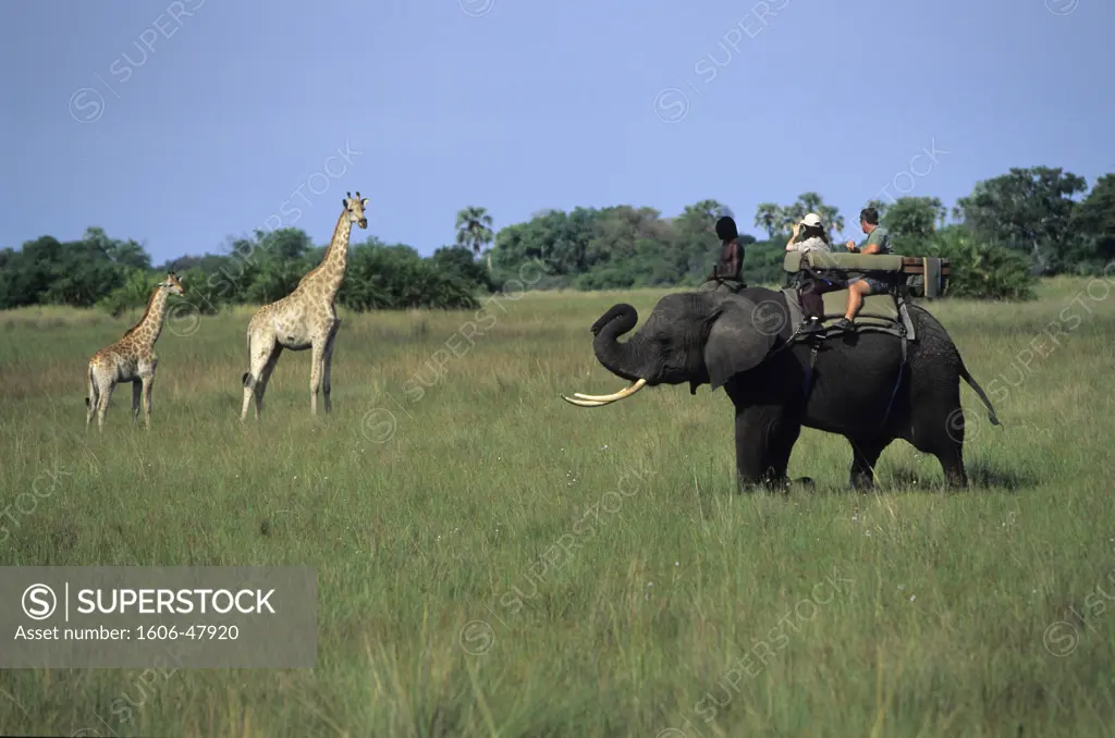 Botswana, Okavango delta, Abu camp, crossing the bush on elephant back safari