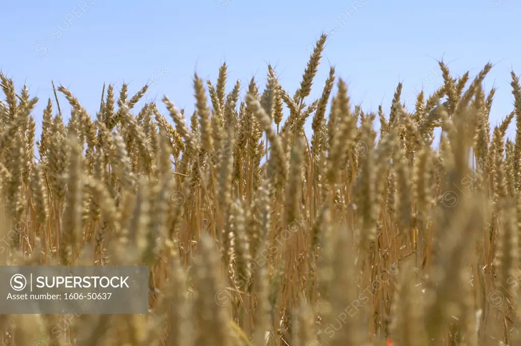 Wheat field