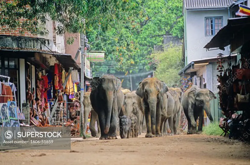 Sri Lanka, near kandy, elephants crossing a street in a village