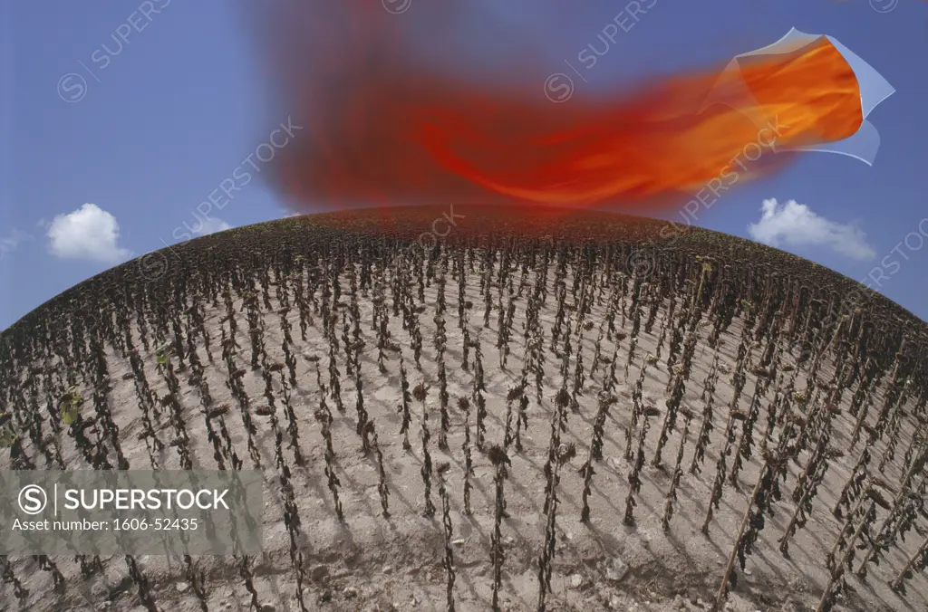 Flame coming out of blue sky, over sunflowers field