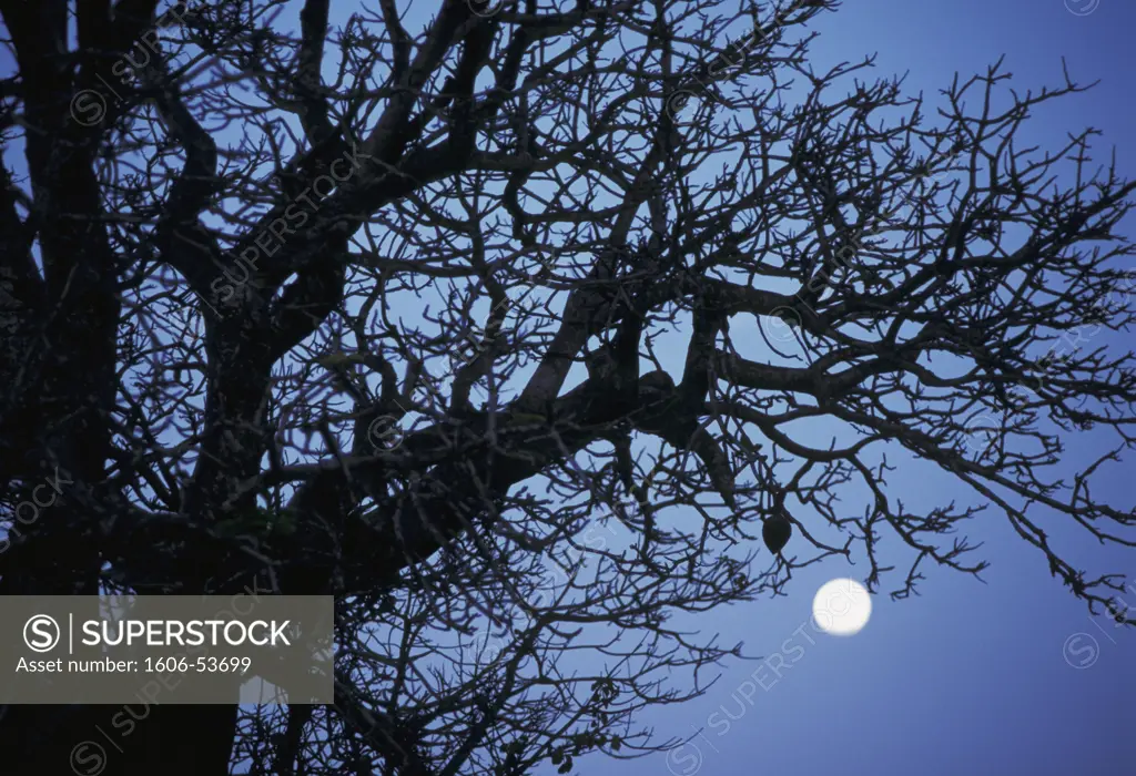 pleine lune a Malindi Kenya a travers les branches d'un baobab