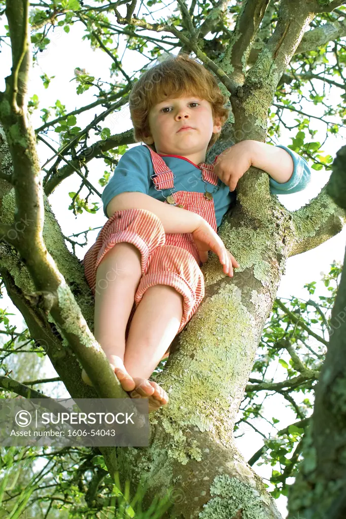 Little boy in a tree looking at camera