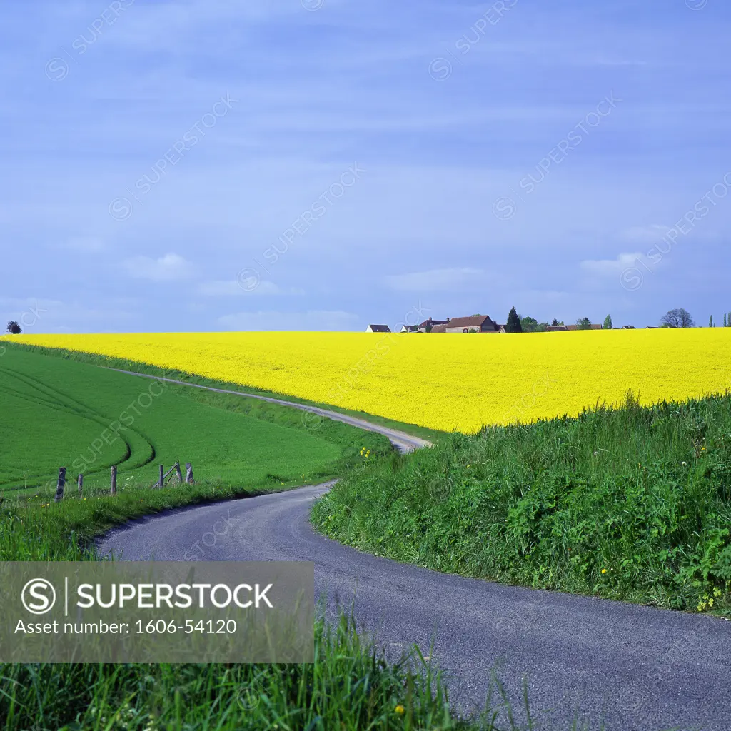 Road amongst canola seed and wheat fields