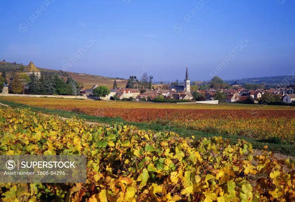 France, Burgundy, Côte-dOr, Santenay and côtes de Beaune vineyard
