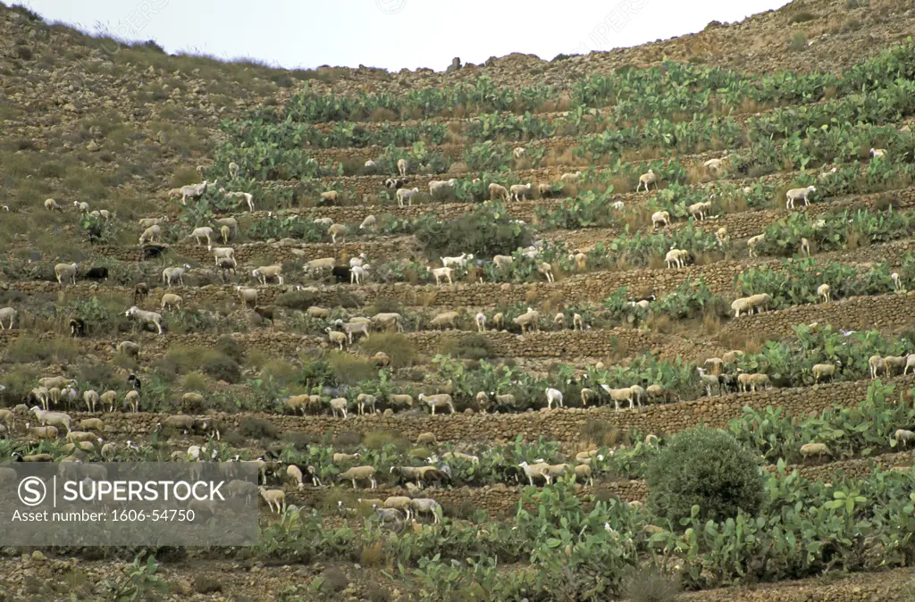 Spain, Andalucia, Cabo de Gata-Nijar natural park, sheeps and goats on terrace
