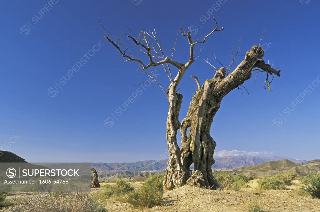 Spain, Andalucia, Tabernas desert, dead tree