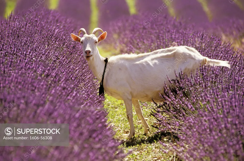 France, Provence, Vaucluse, Sault, goat in lavender field
