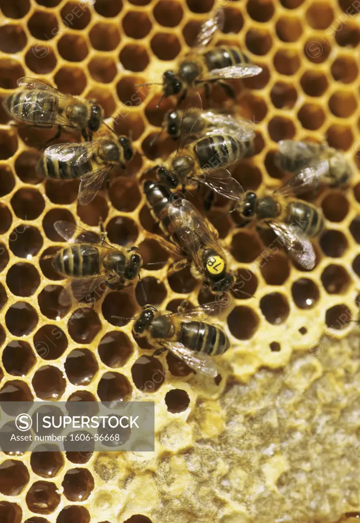 Bees, close-up (apis mellifica)