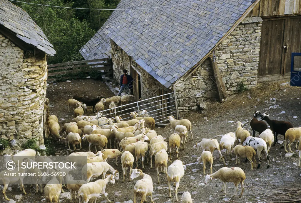 France, Midi Pyrenees, Haute Garonne, sheeps