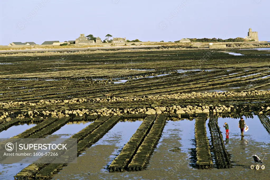 France, Normandy, Manche, Saint Vaast la hougue, oyster bed, Tatihou island in background