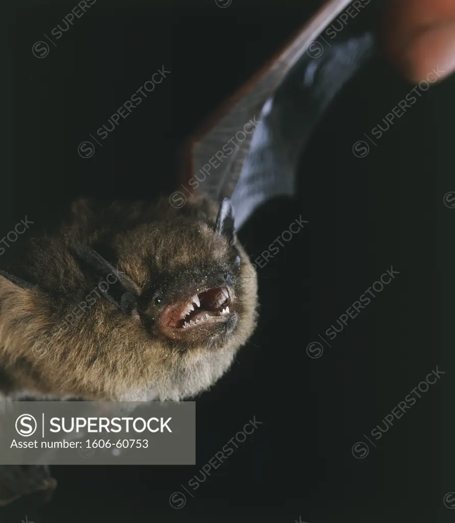 Close-up of pipistrelle bat